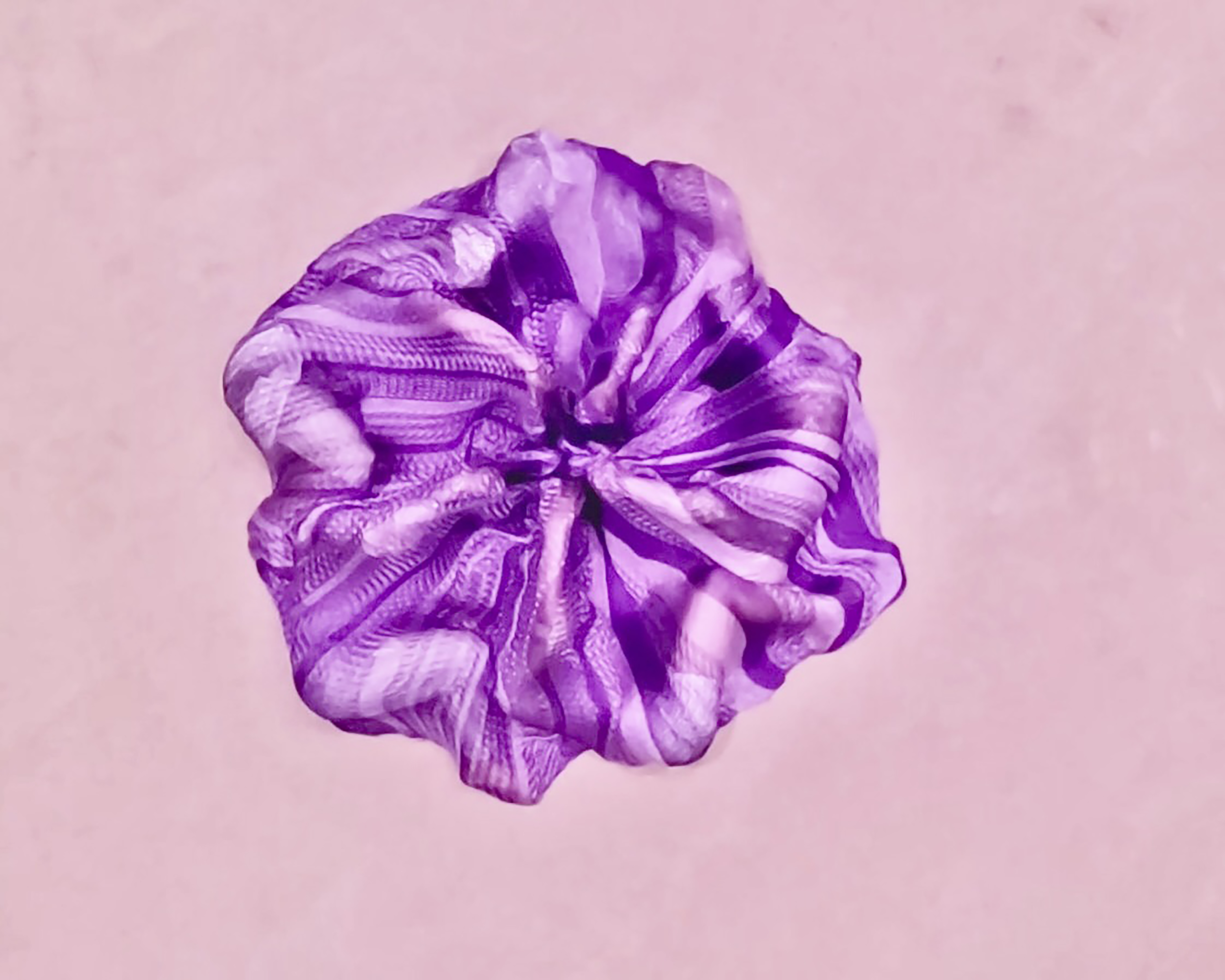 to bloom - amanda pina