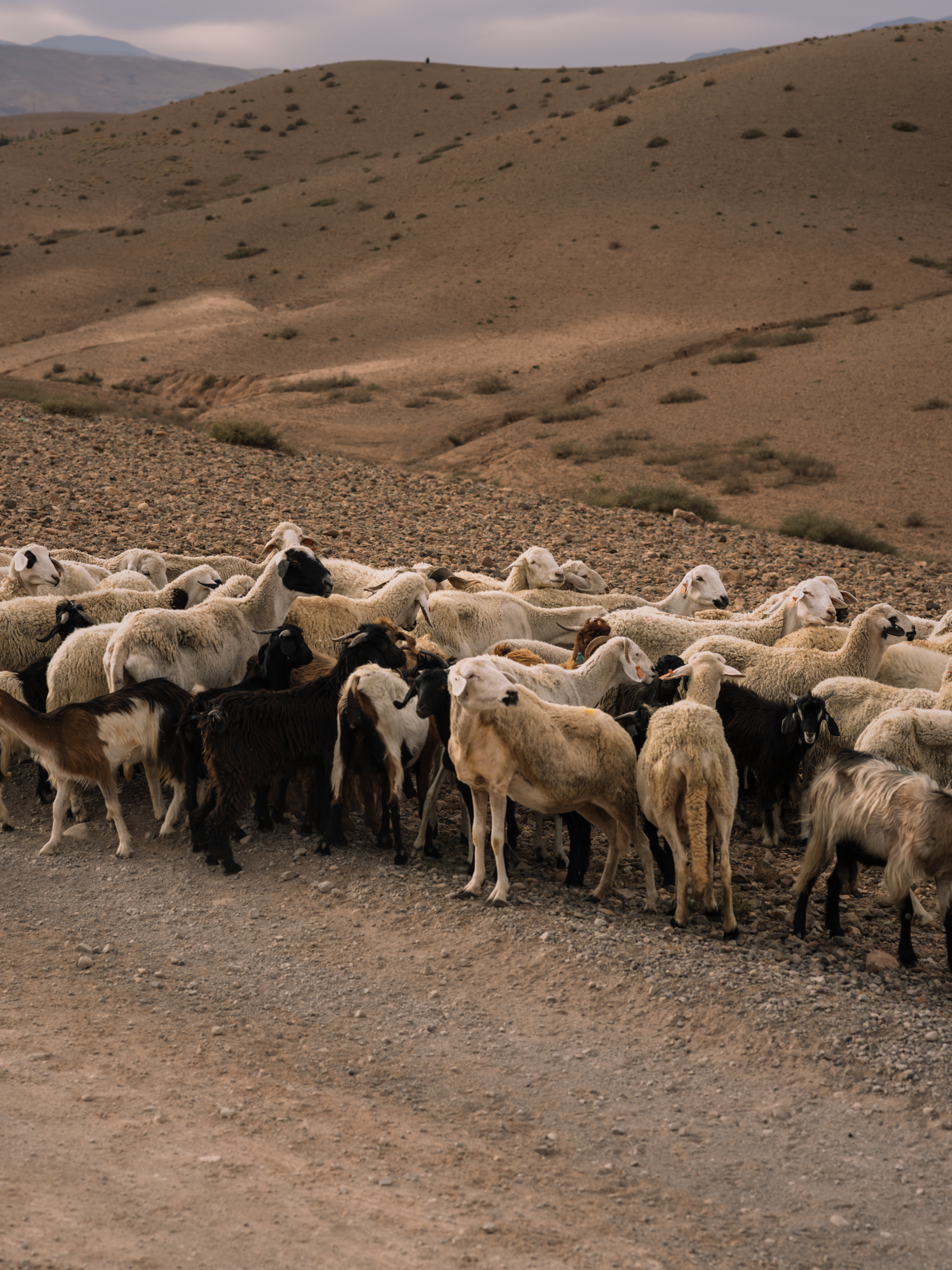 Sheep photographed in the Moroccan desert for the Azimuth 2026 fabric collection by Designs of the Time