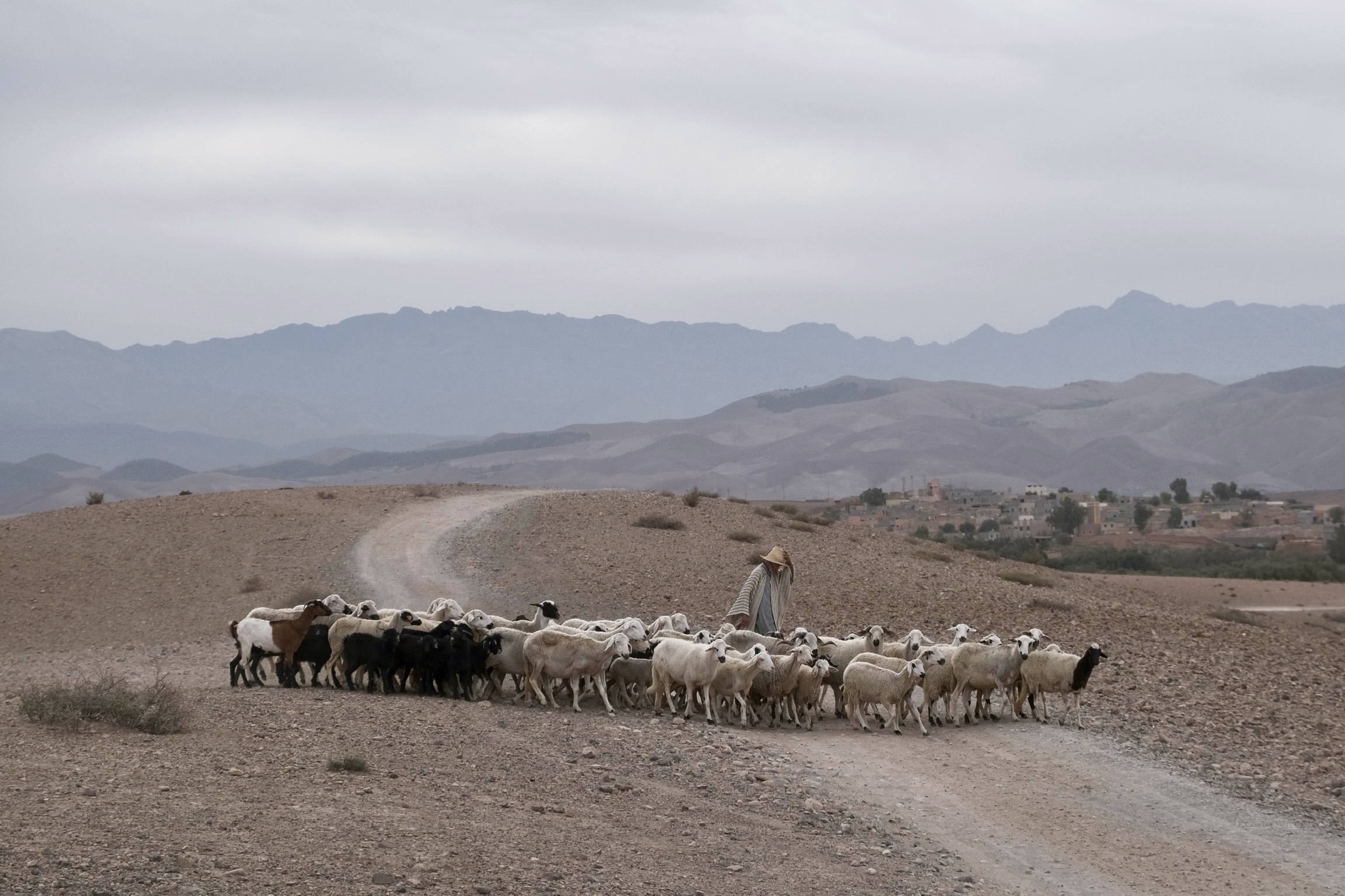 Shepherd wearing a cape made of TARANGA fabric YP26001, photographed in the Moroccan desert for the Azimuth 2026 fabric collection by Designs of the Time