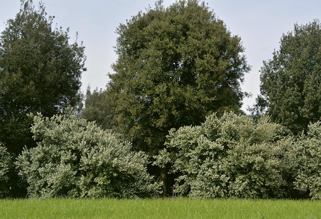 De Osmanthus x burkwoodii als struik combineert mooi met andere (wintergroene) bomen.