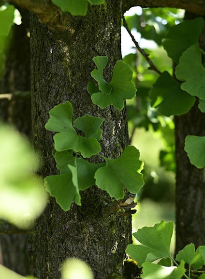 A green Ginkgo biloba leaf during summer