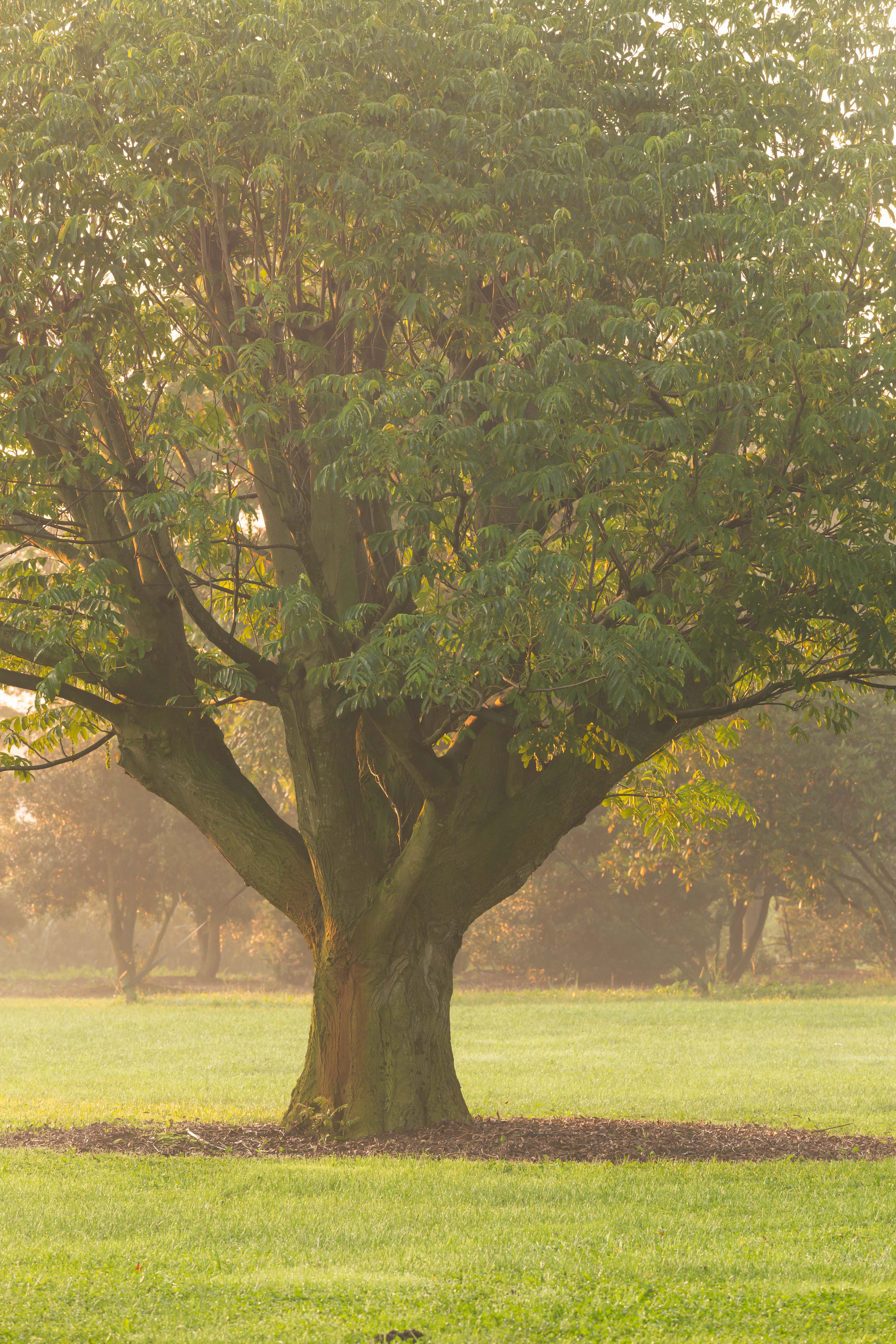 It is its powerful, broadly expanding trunk that gives the tree its majestic character.